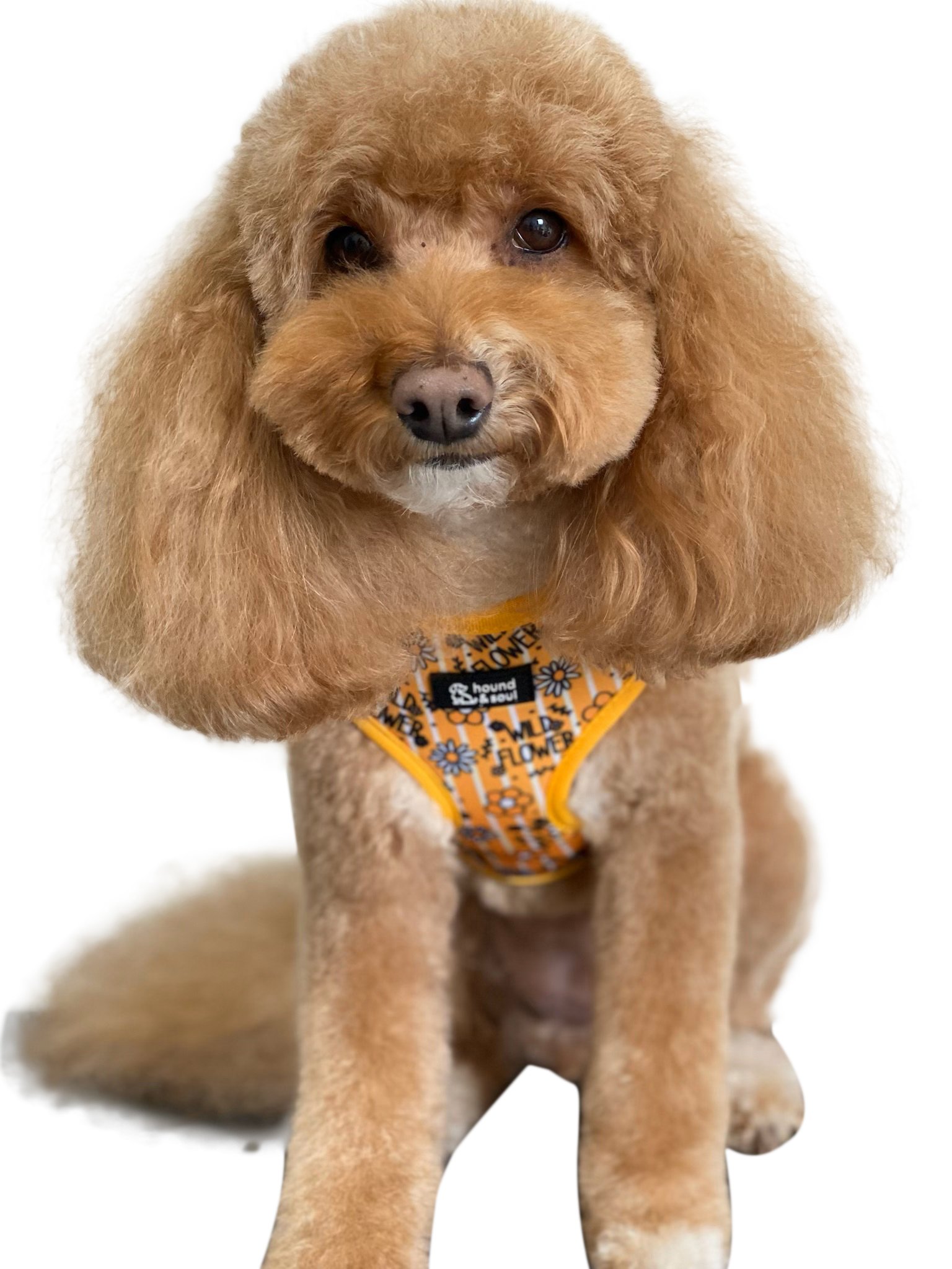 Adjustable Dog Harness - Wild Flower - Image 6