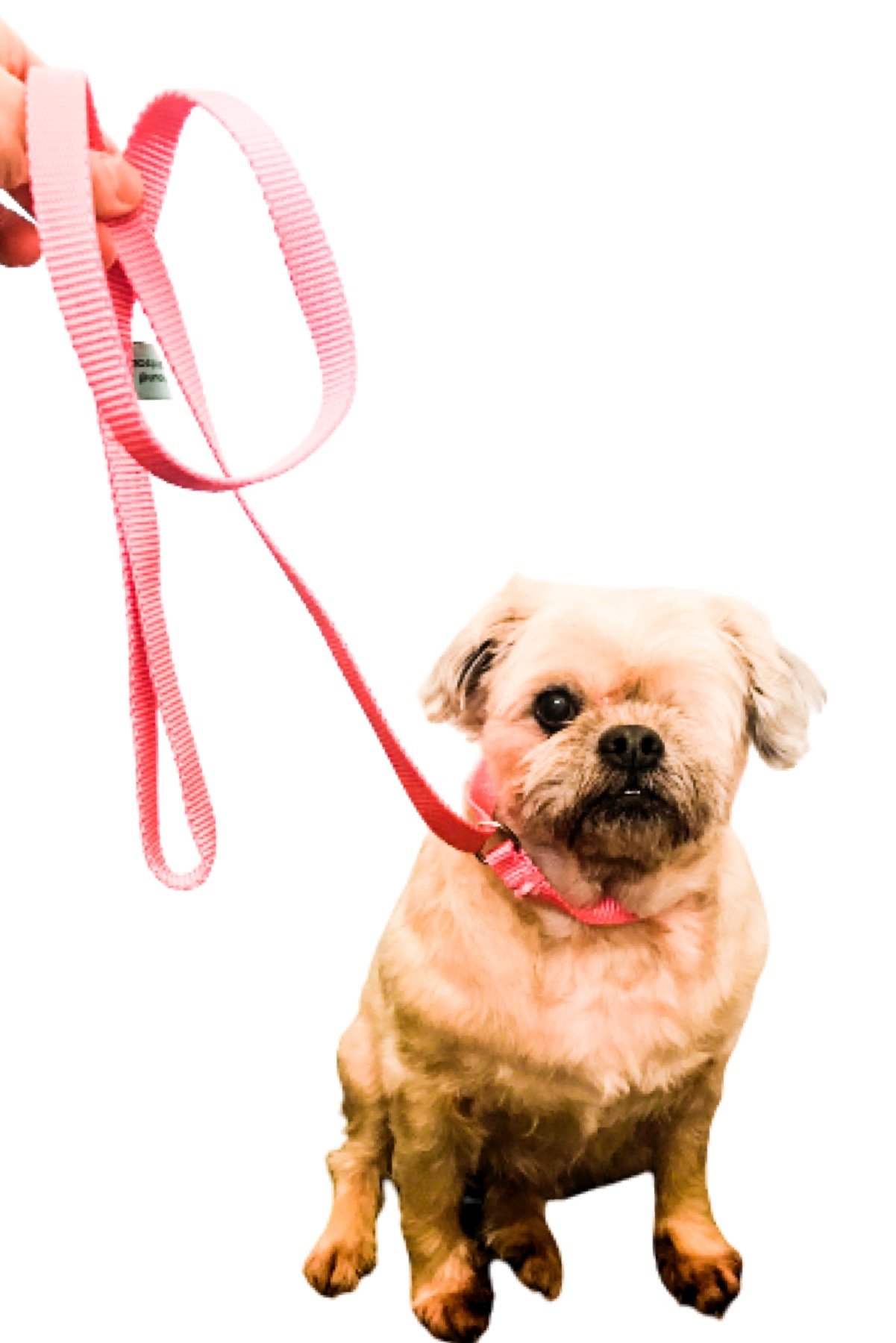 Dog Slip Lead - Pink - Image 2