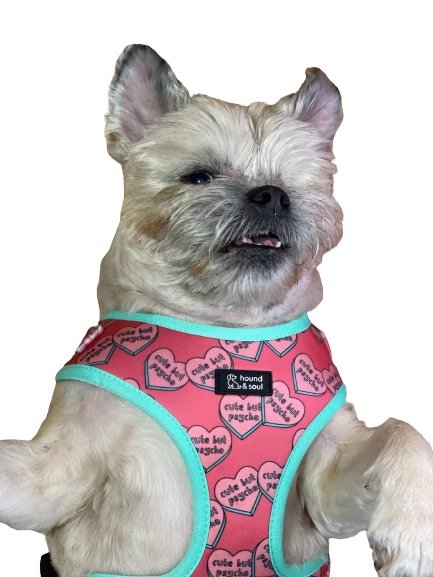 Adjustable Dog Harness - Cute But Psycho - Image 3