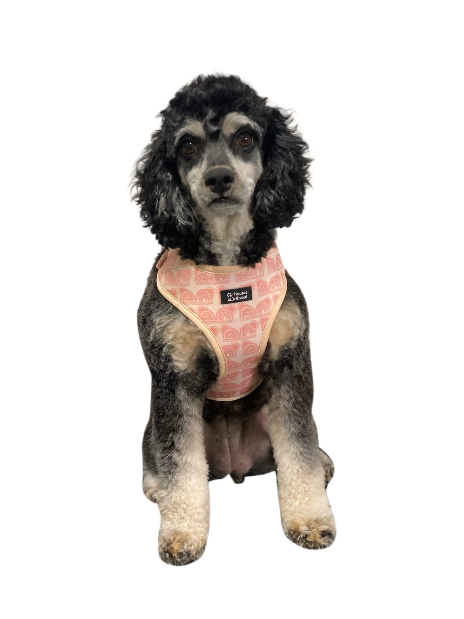 Adjustable Dog Harness - Boho Hound