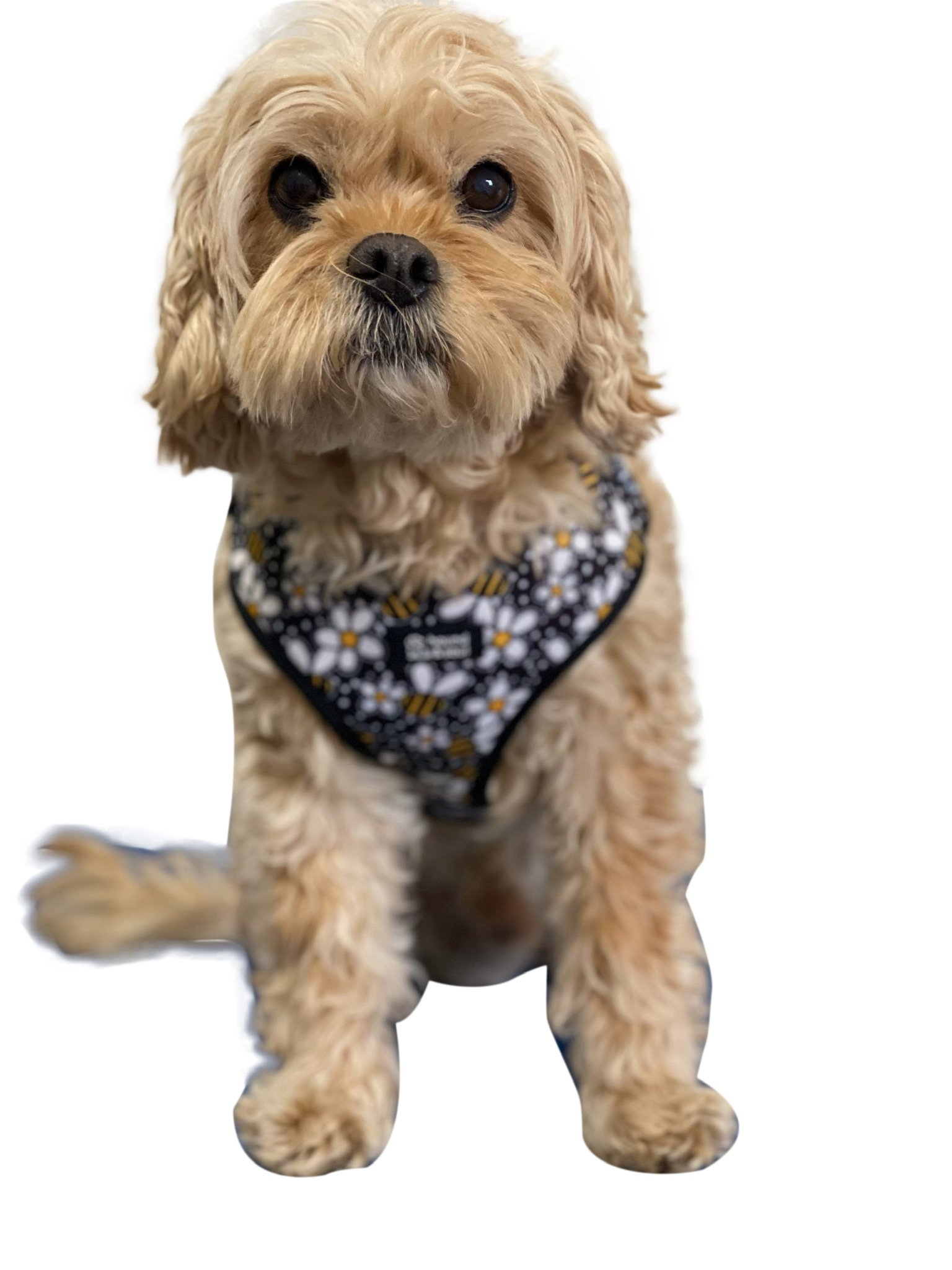 Adjustable Dog Harness - Bee A Daisy - Image 3