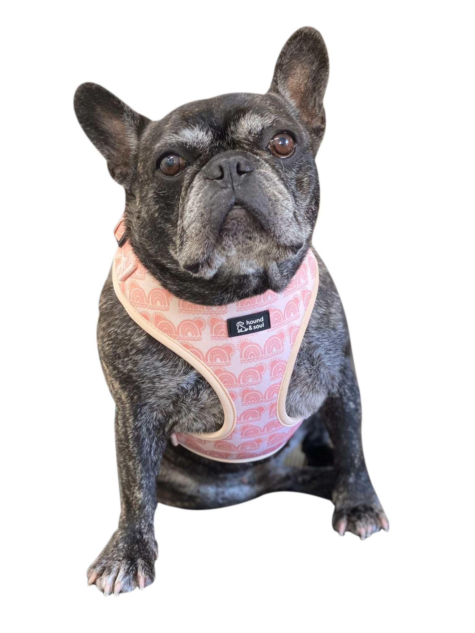 Adjustable Dog Harness - Boho Hound - Image 4