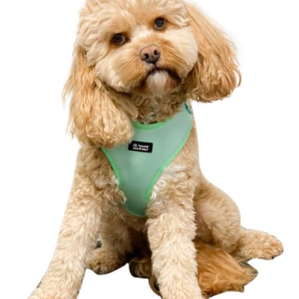 Adjustable Dog Harness - Fresh Teal