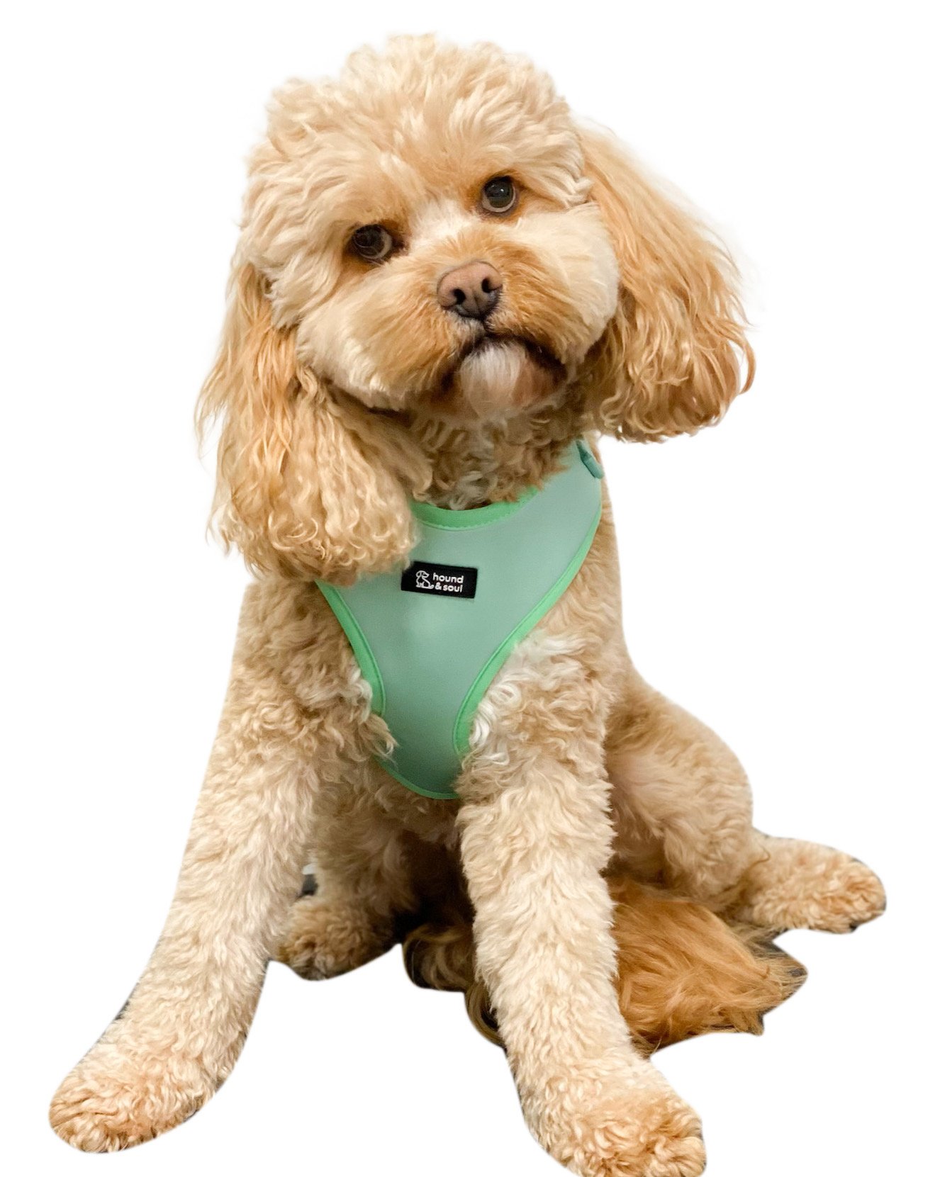 Adjustable Dog Harness - Fresh Teal