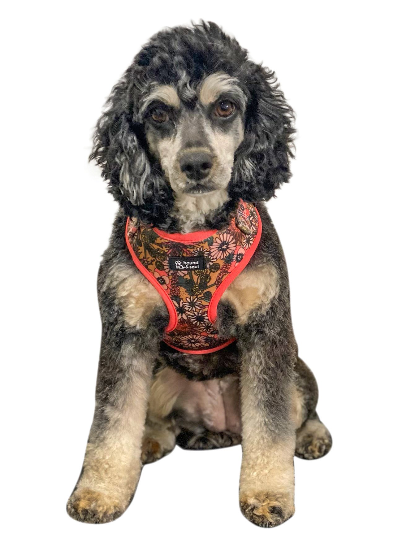 Adjustable Dog Harness - Pick A Posy - Image 5