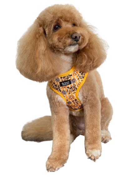 Adjustable Dog Harness - Wild Flower