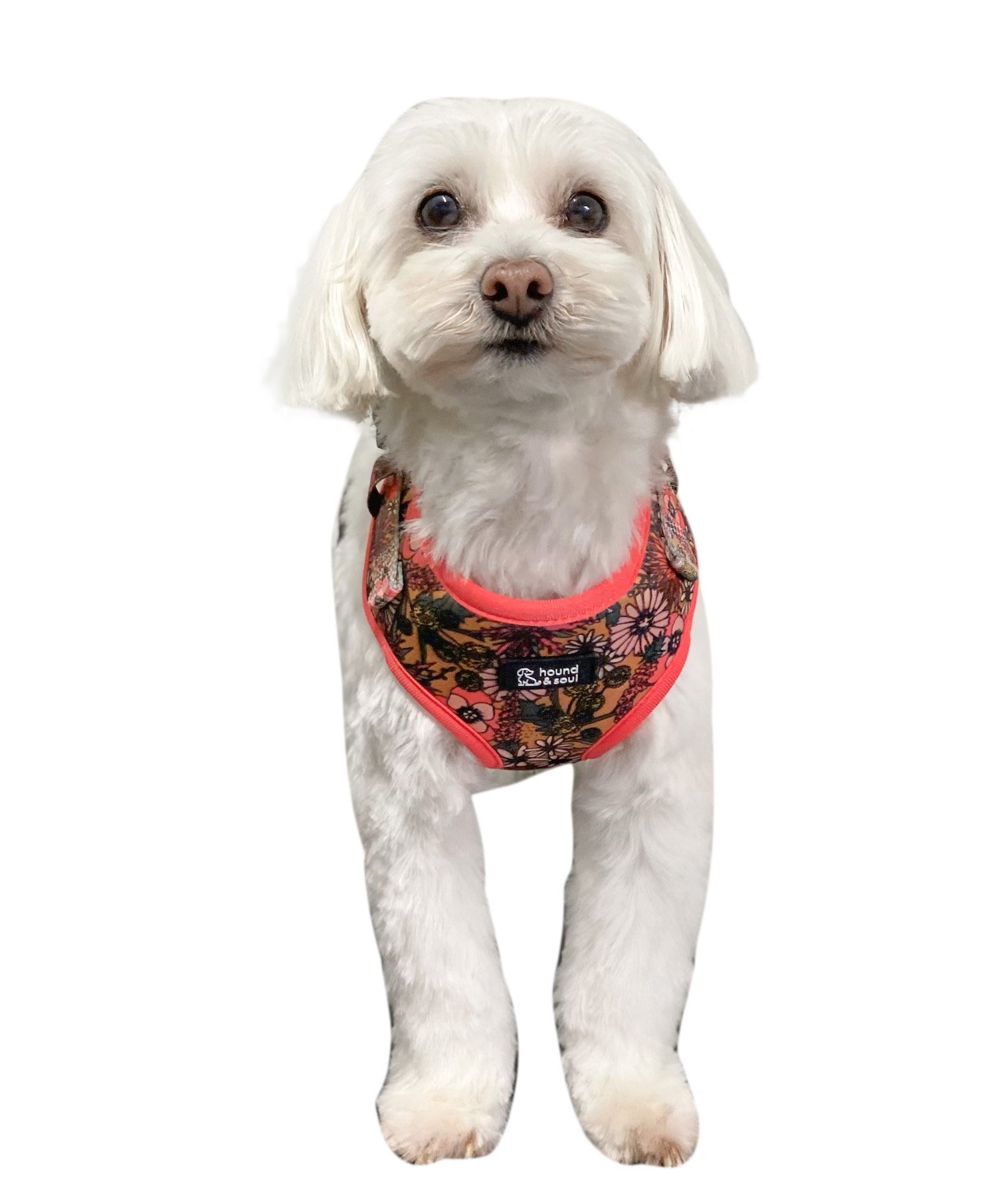 Adjustable Dog Harness - Pick A Posy - Image 4