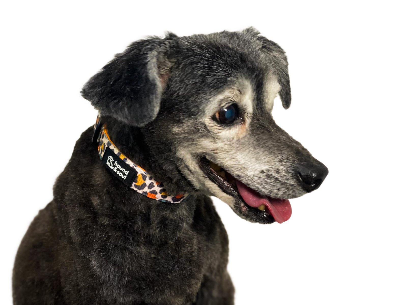 Adjustable Dog Collar - Desert Leopard - Image 3