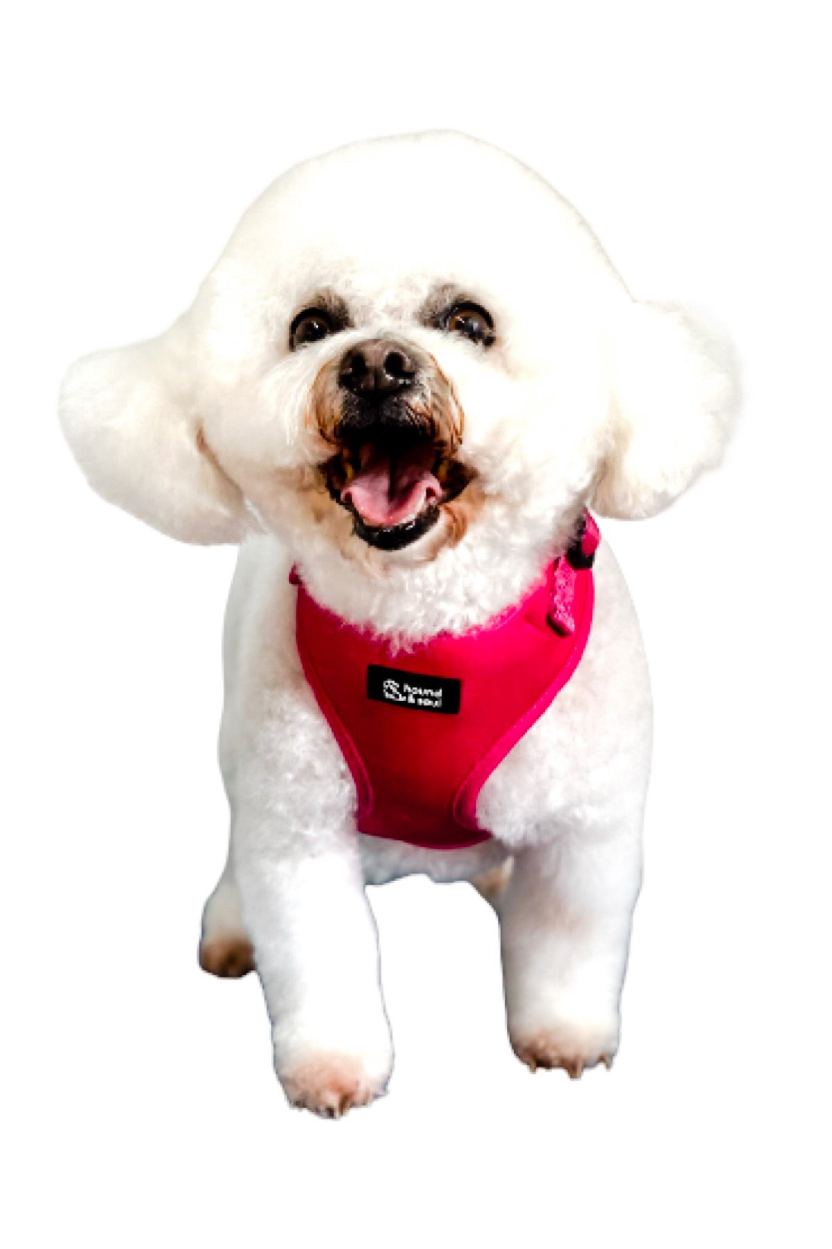 Adjustable Dog Harness Set - Pop Pink - Image 7