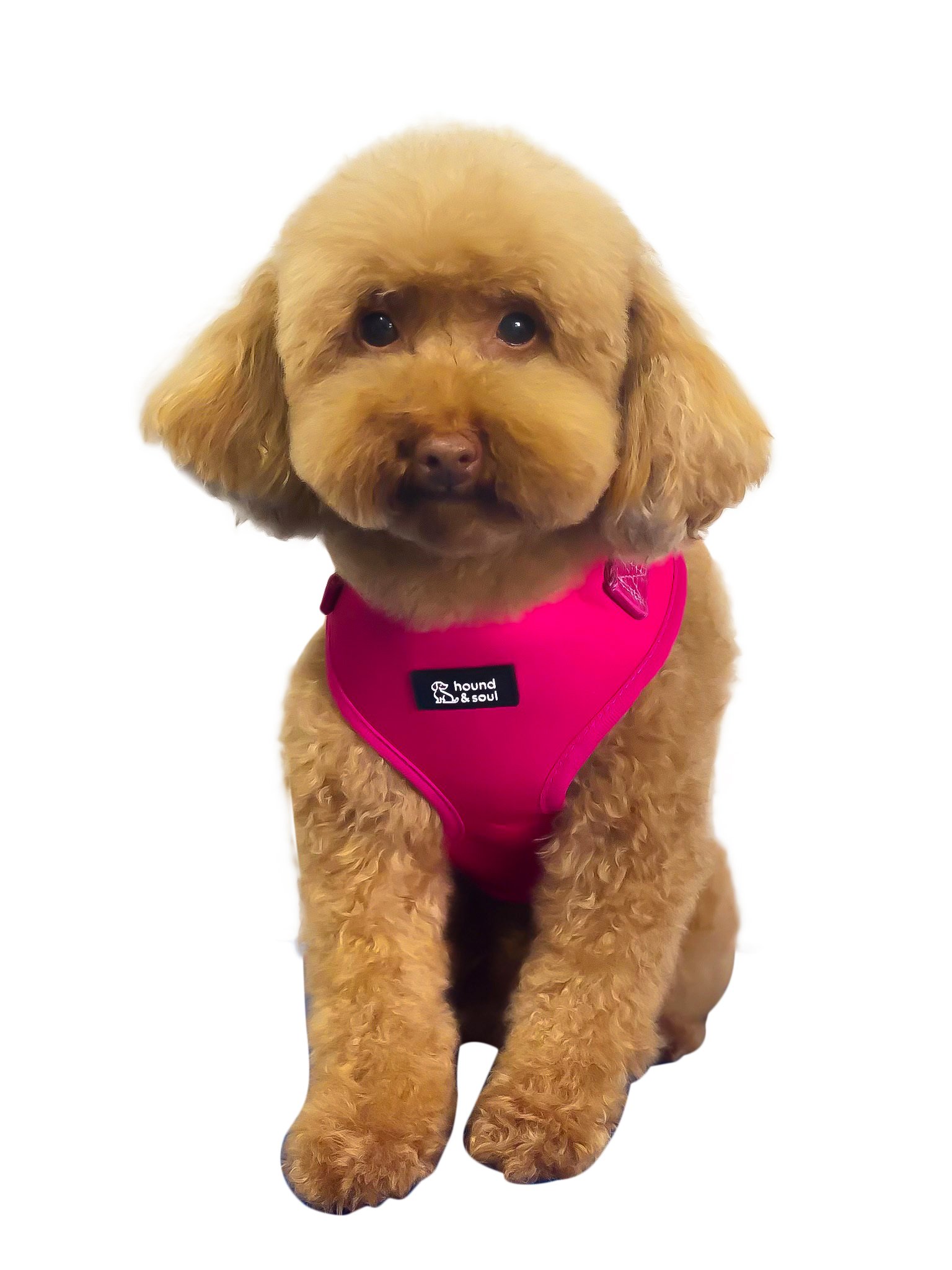 Adjustable Dog Harness - Pop Pink - Image 5