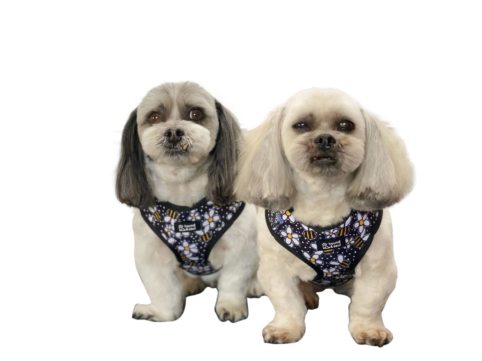 Adjustable Dog Harness - Bee A Daisy - Image 6