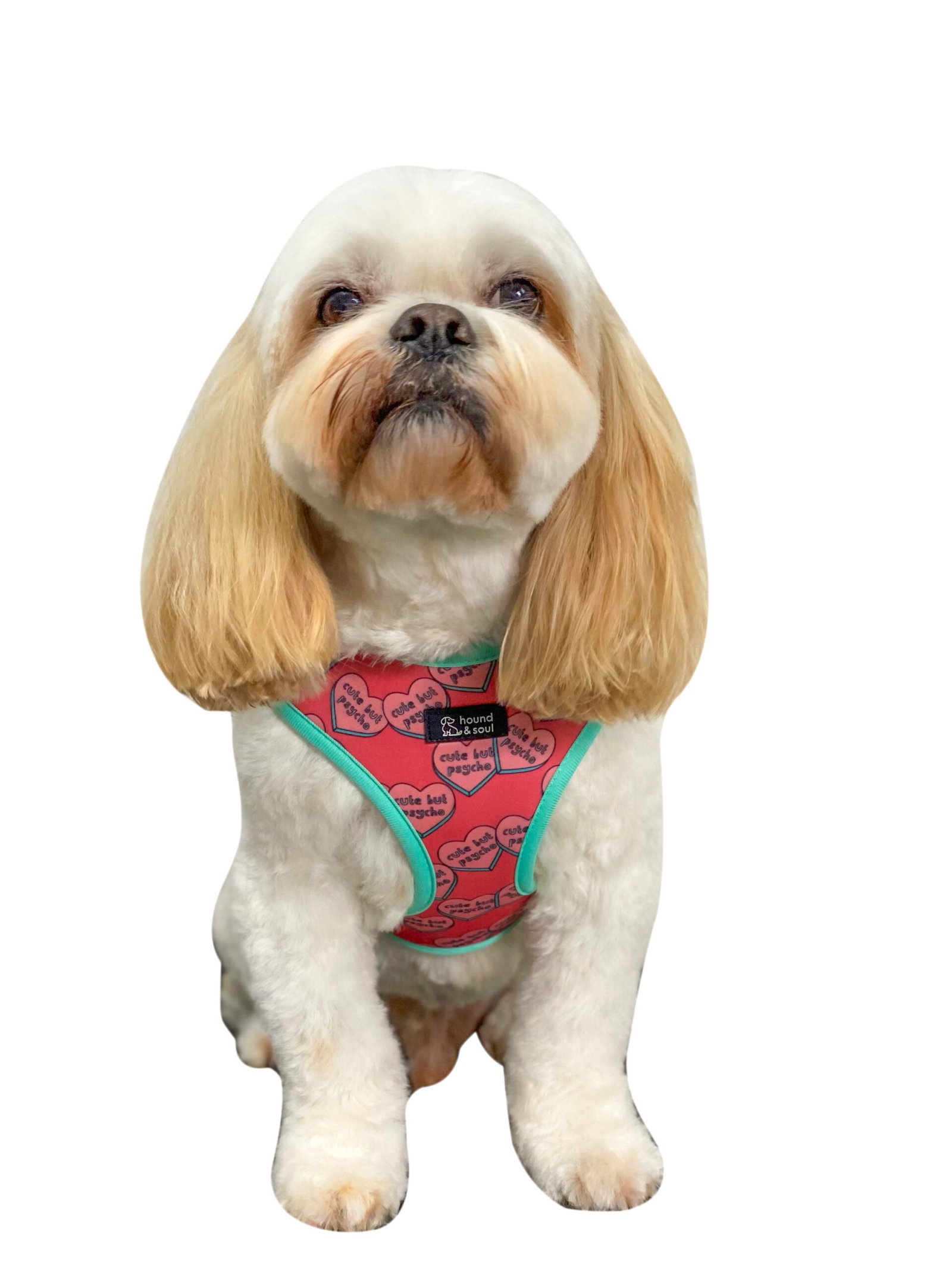 Adjustable Dog Harness - Cute But Psycho - Image 5