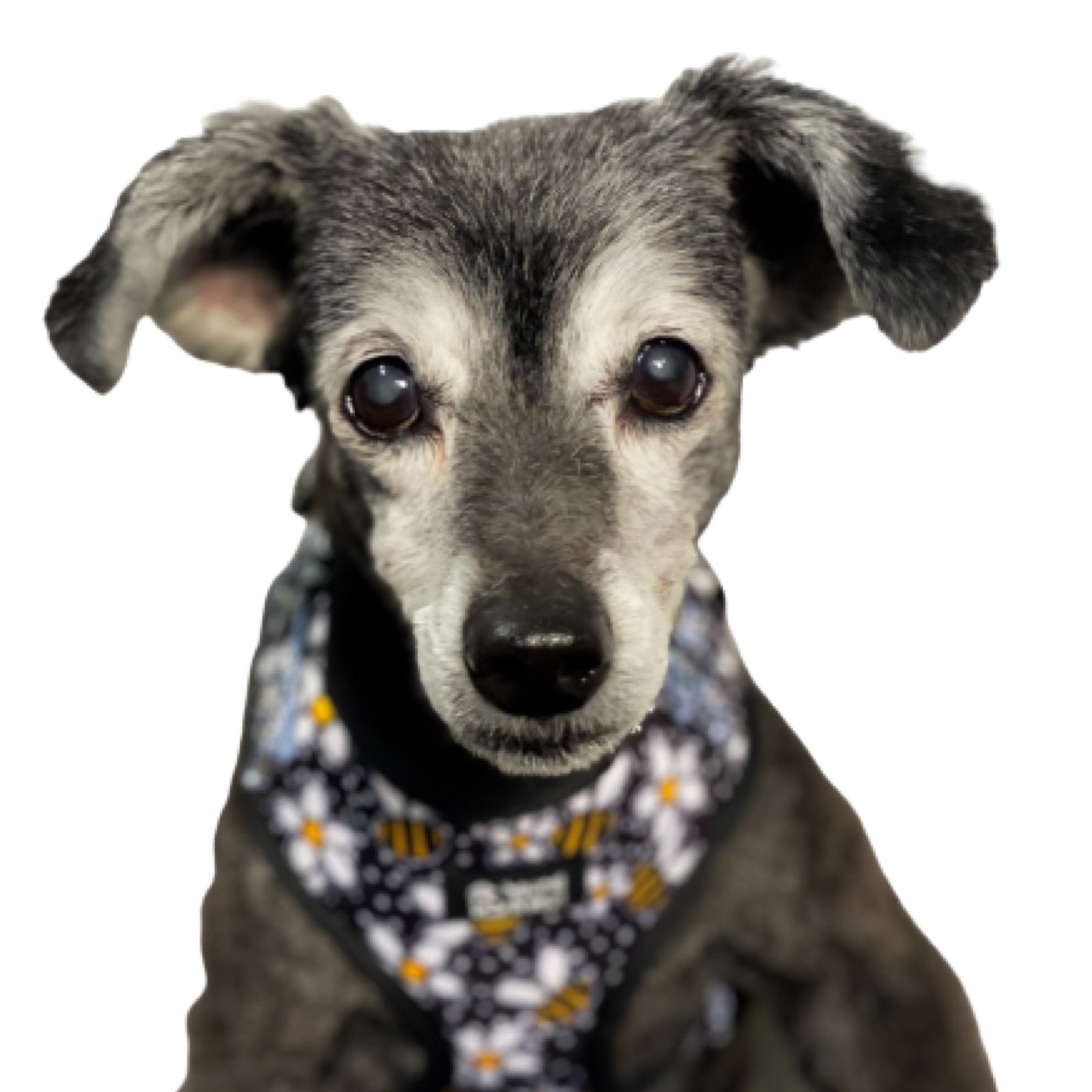 Adjustable Dog Harness - Bee A Daisy - Image 5