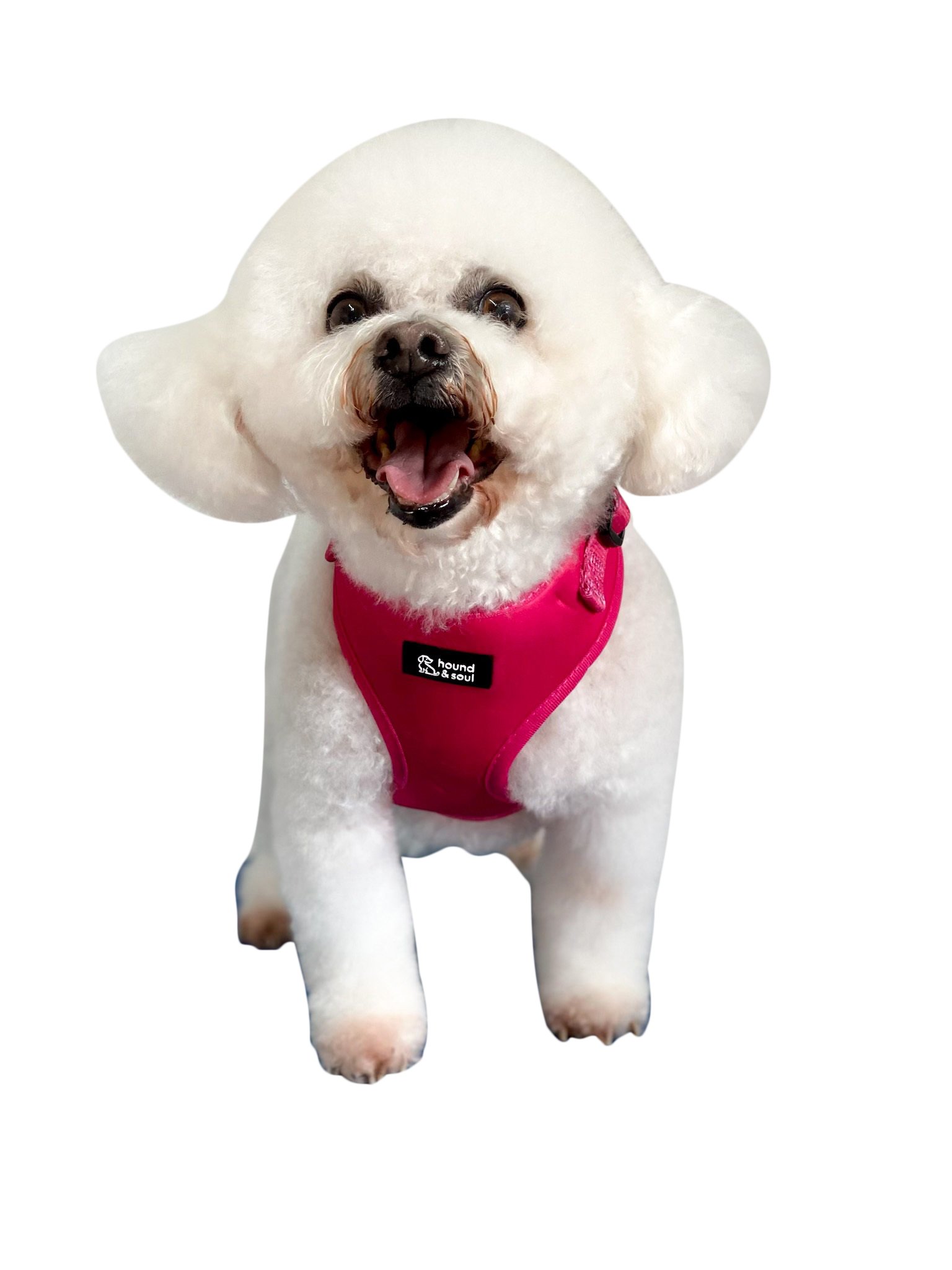 Adjustable Dog Harness - Pop Pink