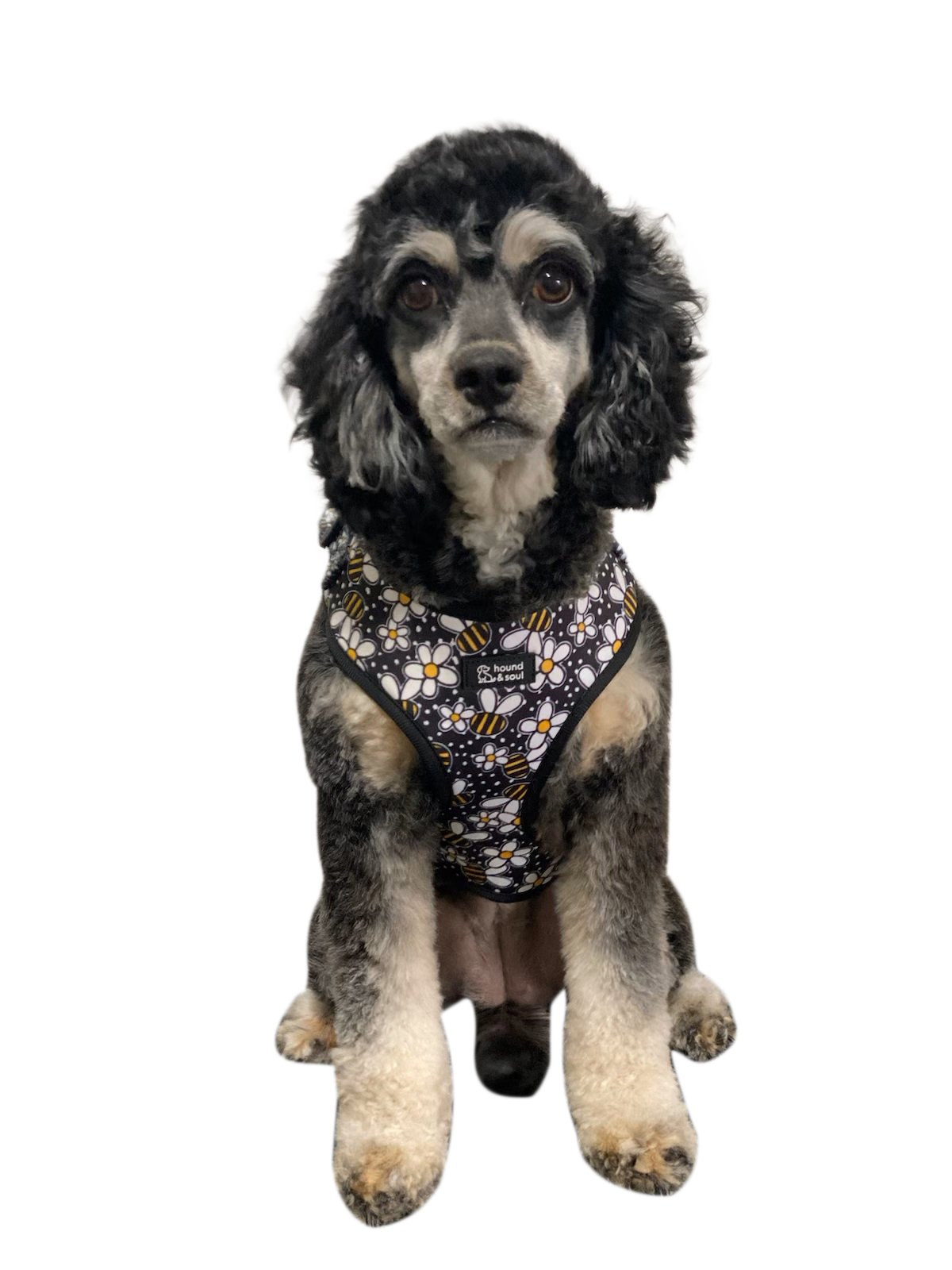 Adjustable Dog Harness - Bee A Daisy