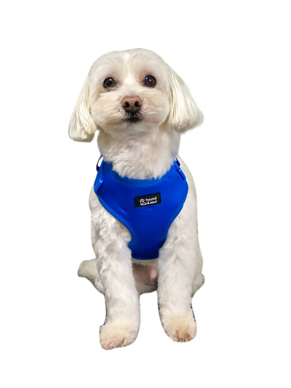 Adjustable Dog Harness - Denim Blue