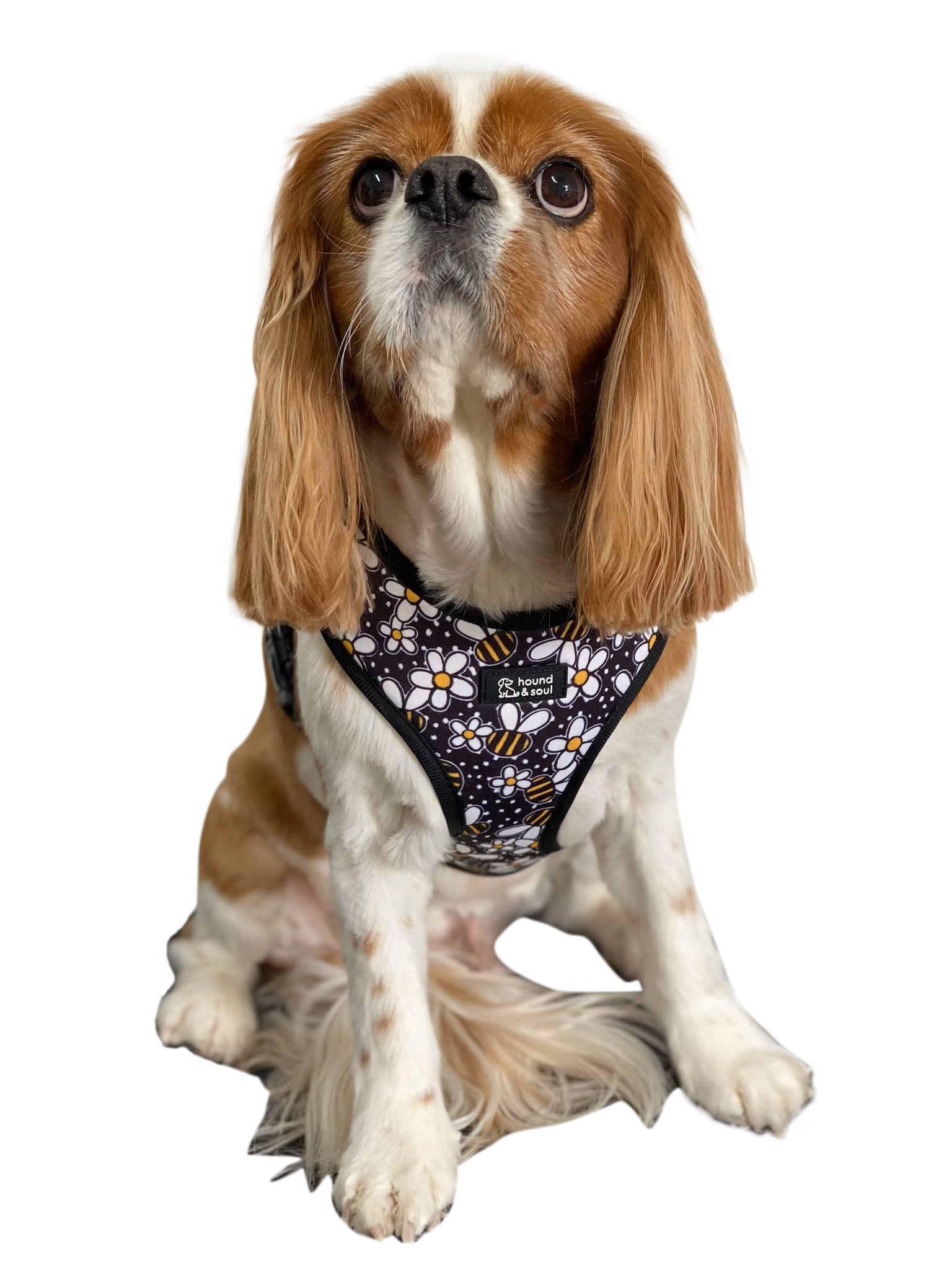 Adjustable Dog Harness - Bee A Daisy - Image 4