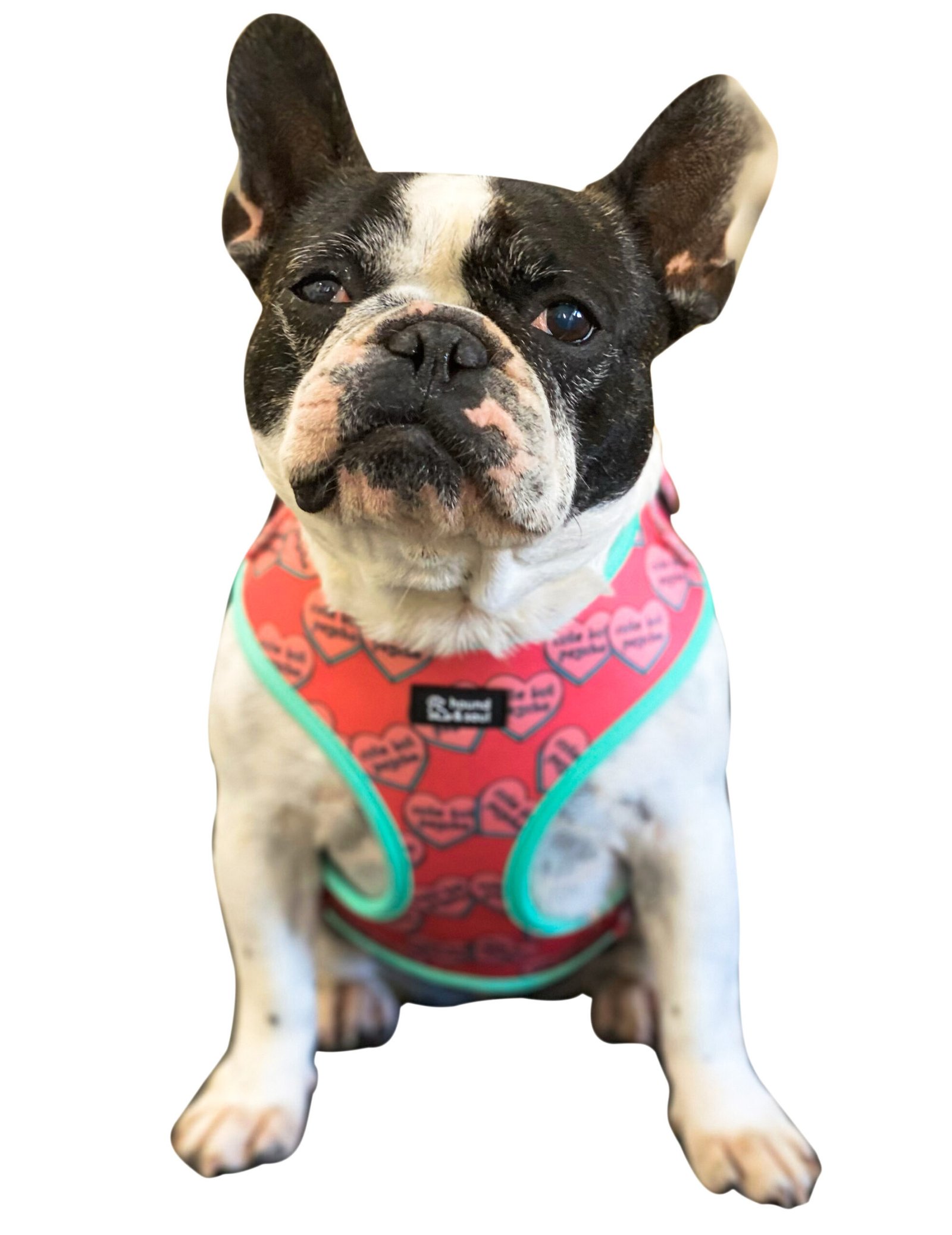 Adjustable Dog Harness - Cute But Psycho - Image 4