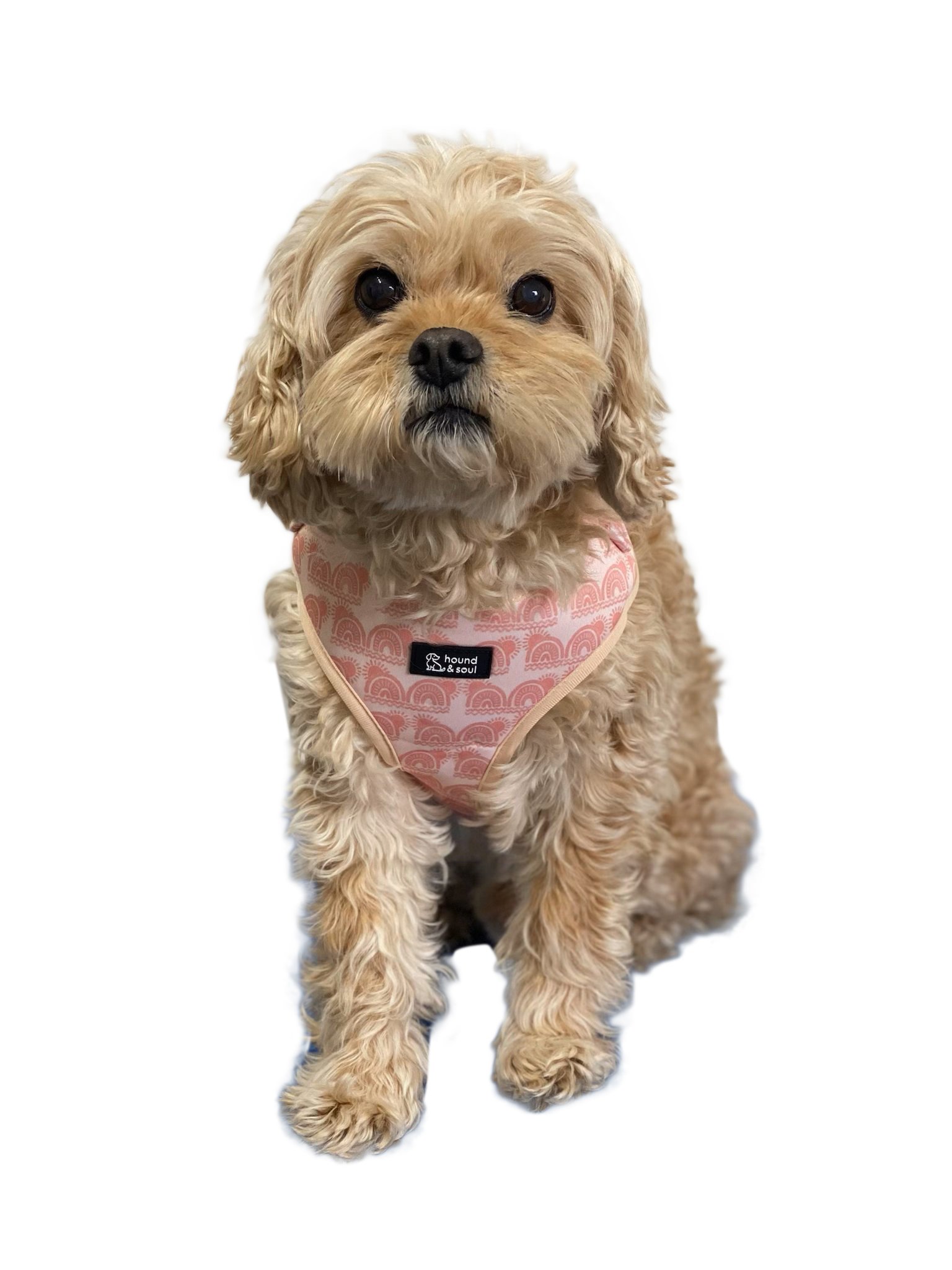 Adjustable Dog Harness - Boho Hound - Image 5