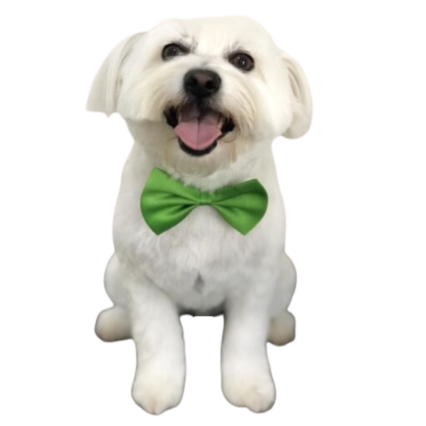 100 Pack Bowties